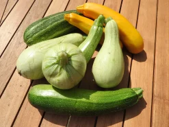 Sale ohgreen Zaden: courgette mengeling