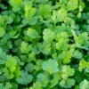 Sale ohgreen Zaden: koriander
