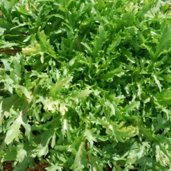 Best ohgreen Zaden: krulandijvie fine de louviers