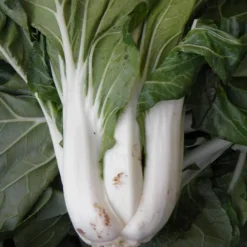 Sale ohgreen Zaden: pak choi taisai