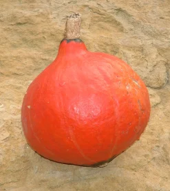 Best ohgreen Zaden: pompoen red kuri