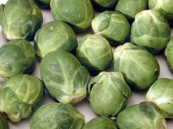 Sale ohgreen Zaden: spruitkool groninger