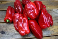 Sale ohgreen Zaden: zachte paprika uit spanje