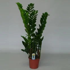 Best ohgreen Zamioculcas ( ZZ-plant of Emerald palm )
