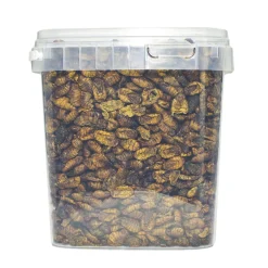 Hot ohgreen Zijderupsen 10 mm. 2,5 liter