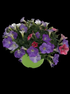 Clearance ohgreen Zomerse bloeitrio p17