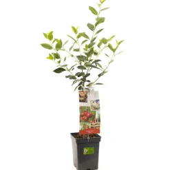 Sale ohgreen Zure kers patioboompje prunus cerasus morel